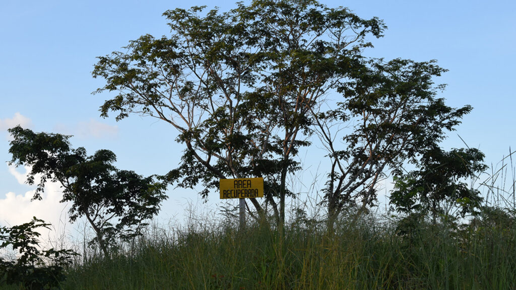 Trees stand behind pasture along the Carmelita Route.