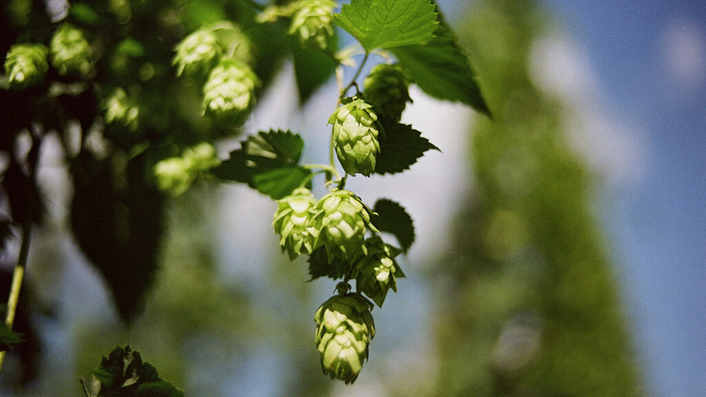Hops cones on a hop plant