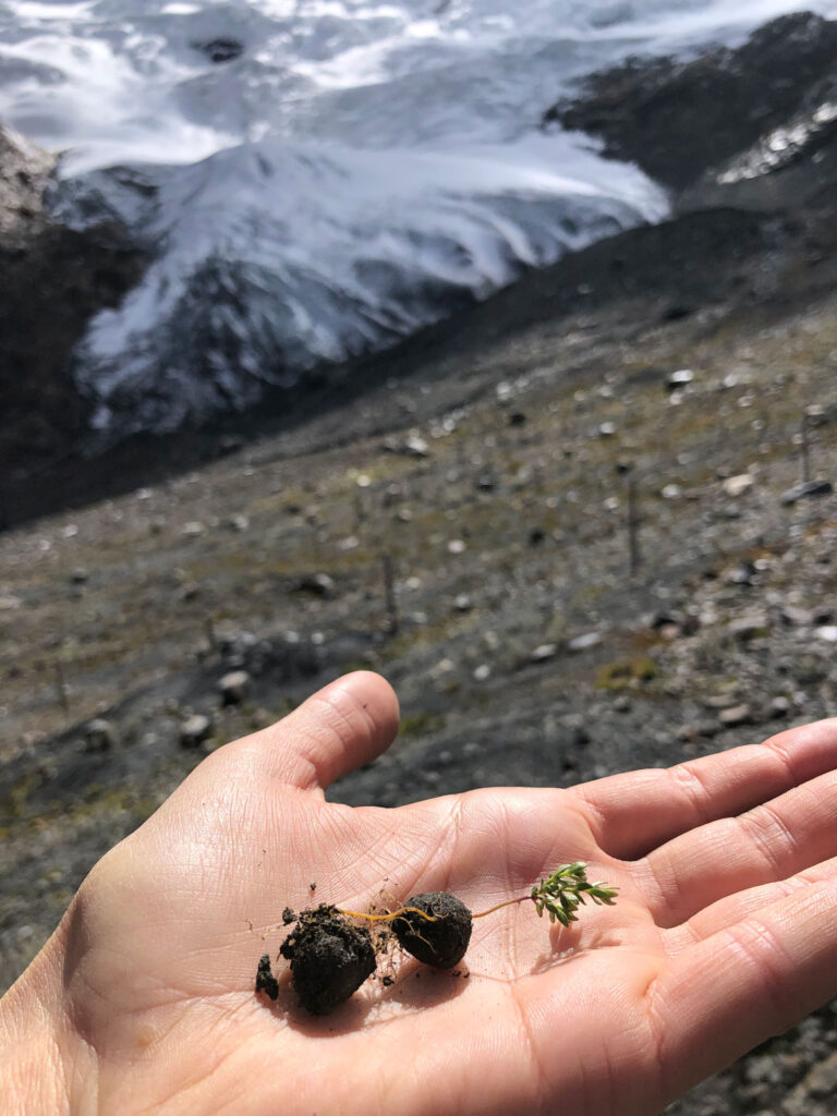 A hand holding a seedling germinated from llama feces, complete with roots and several leaves. A rocky landscape and glacier are in the background.