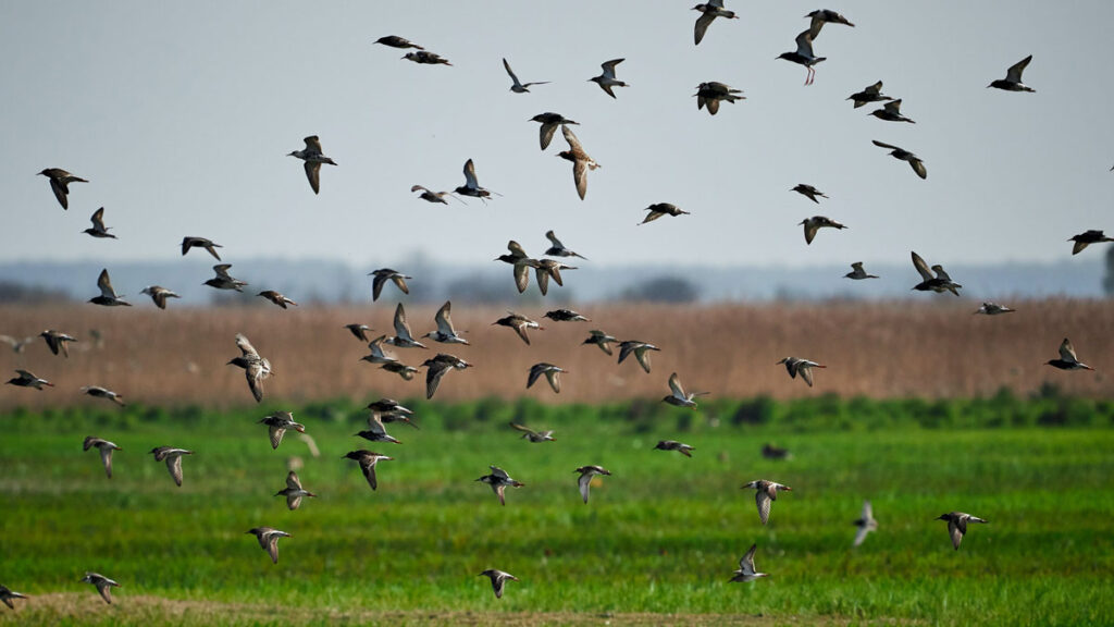 A flock of birds flies over a field.