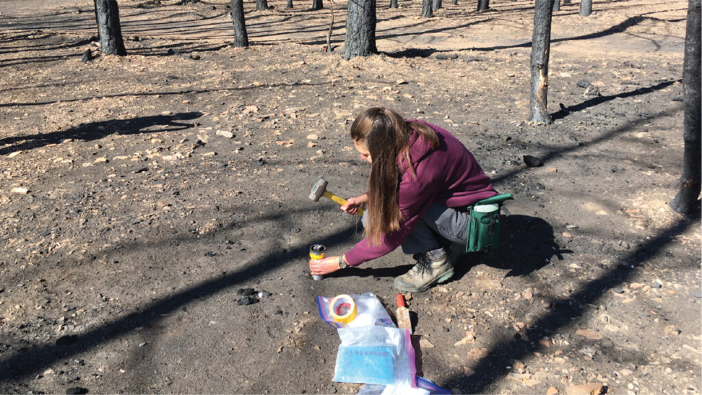 A young woman in a forest recently burned by wildfire squats to collect a soil core sample using a tube and a mallet.
