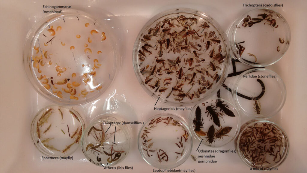 Nine petri dishes containing different invertebrates. They are labeled according to taxa.