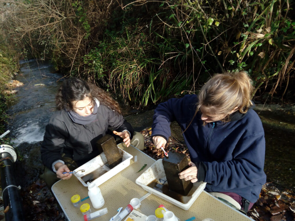 Two people kneeling in a stream, using toothbrushes to scrape a brownish coating off bricks into trays.