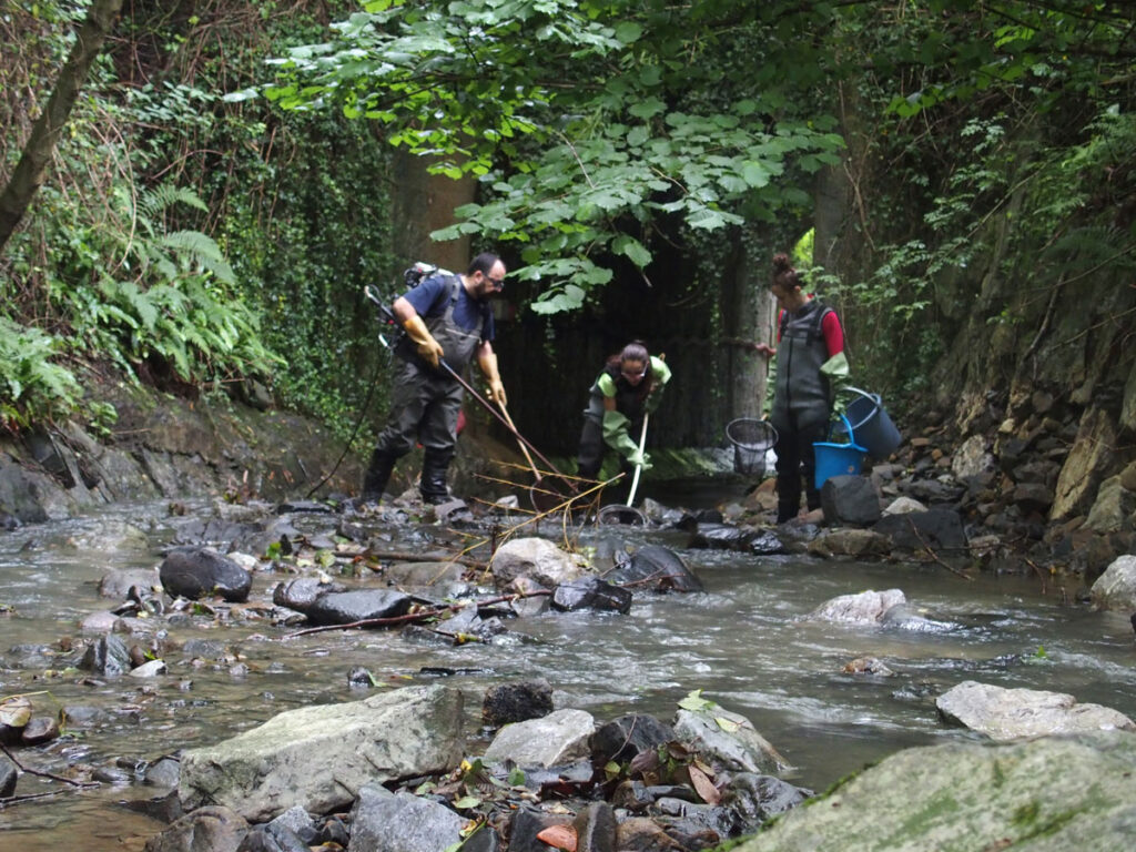 Photo looking up from a shallow streambed toward three people who are standing in the river carrying electrofishing nets.