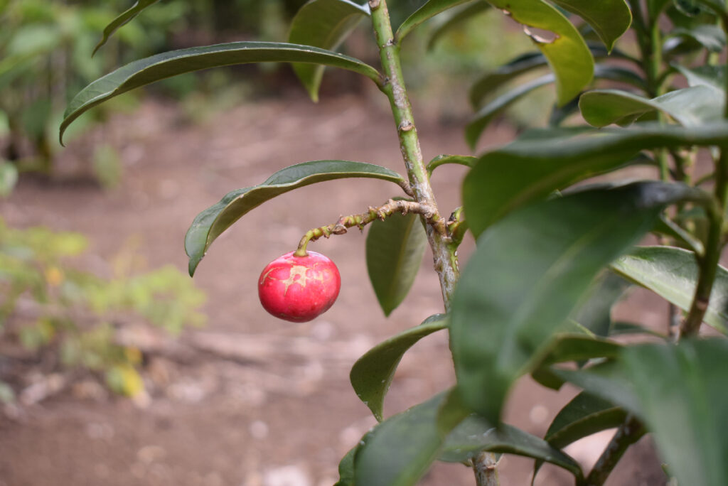 A small round, red fruit hangs from a bush.