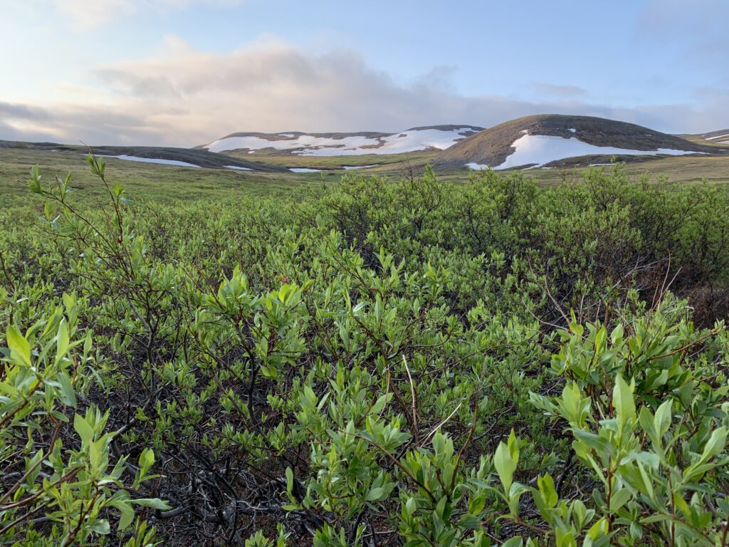 Bright green shrubs are pictured against a background of brown, snow-dotted hills.