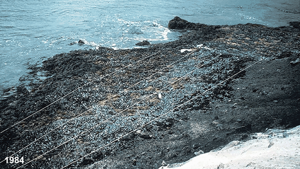 Comparison of two mussel beds, one in 1984 and one in 2023