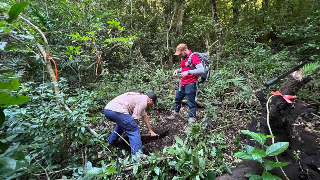 Two people install a small seismometer in a tropical forest.