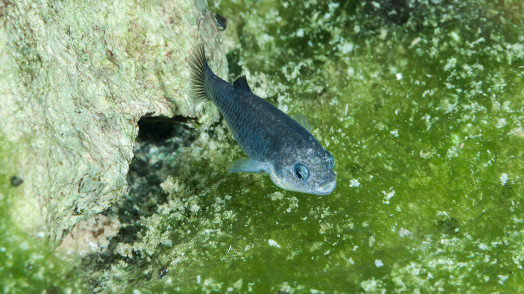 A fish swims above a green mat.