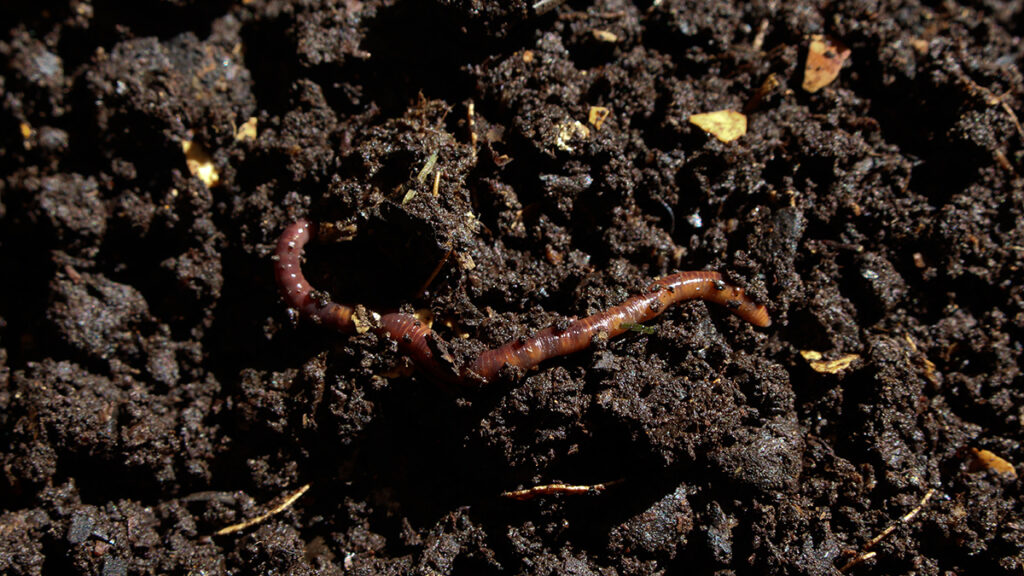 An earthworm crawls atop dark brown soil.