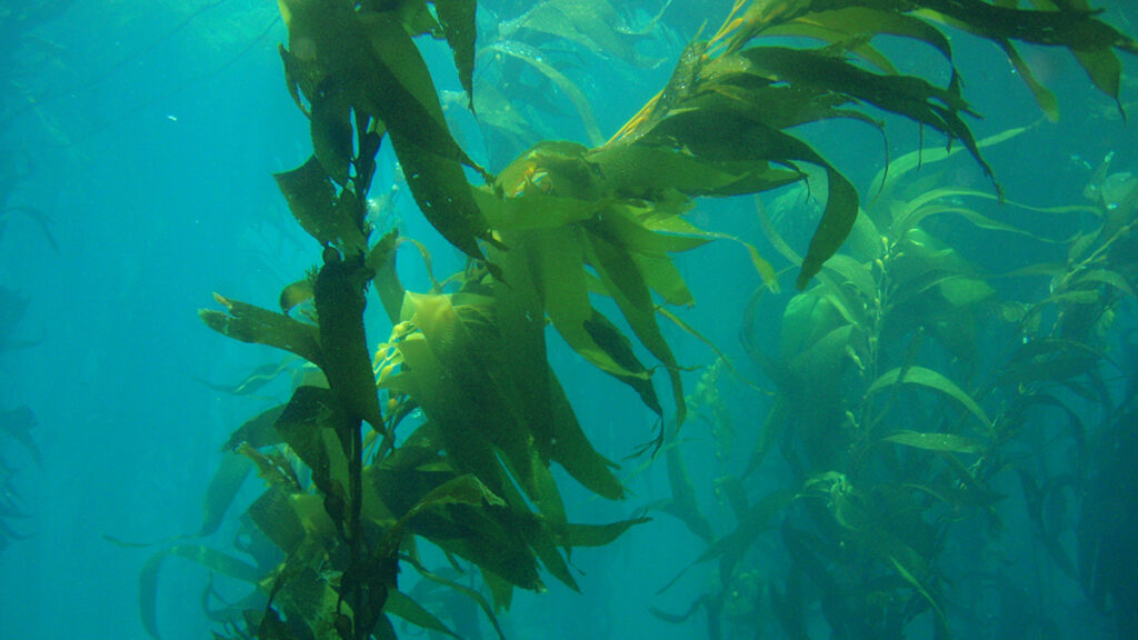 Giant kelp grows in sunny, blue water.