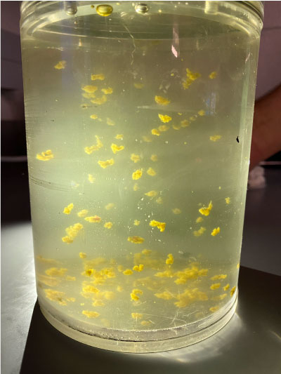 A clear, circular tank of water with floating yellow particles