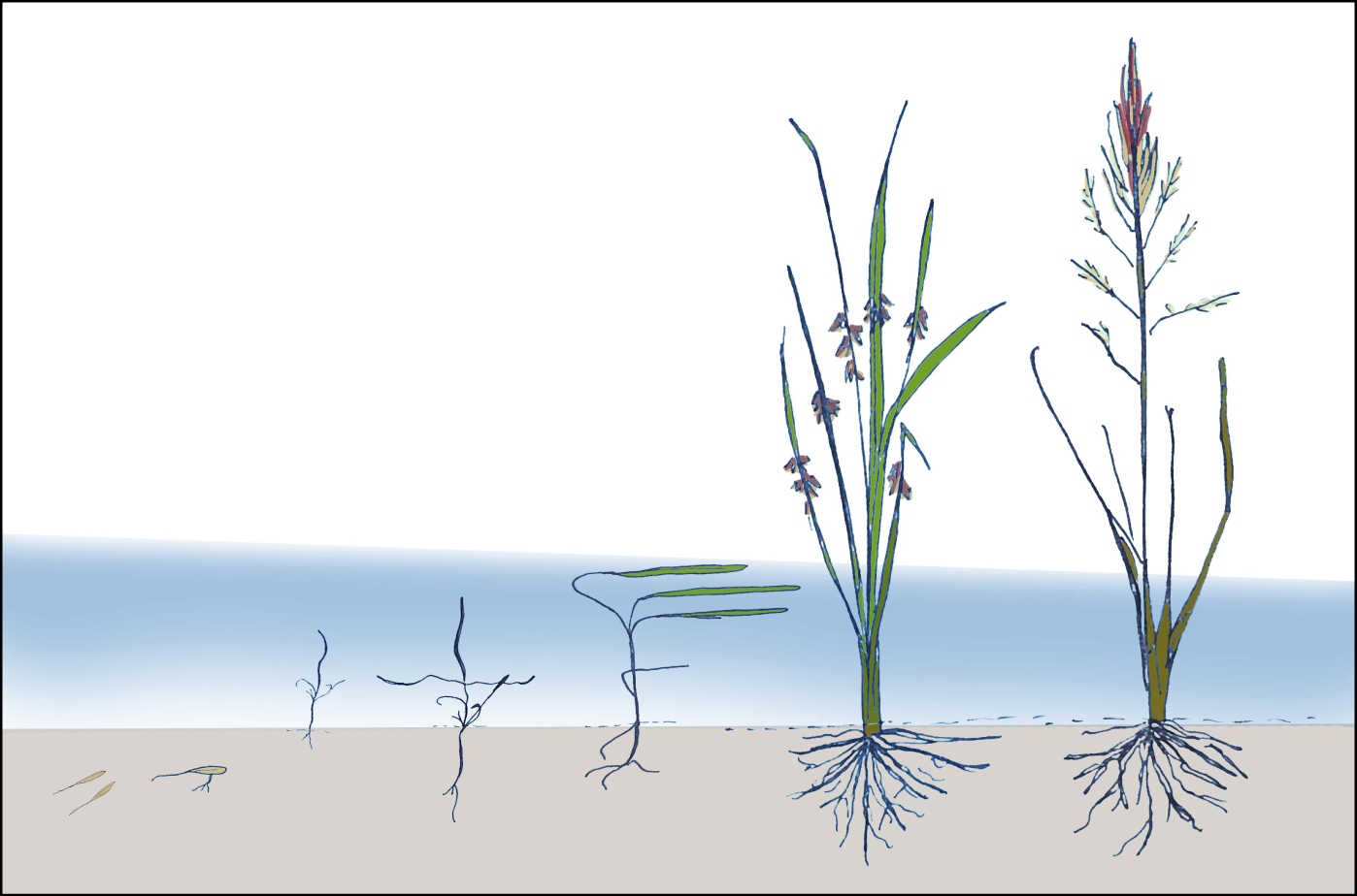 Illustration showing the seven life stages of wild rice, from the underwater seed stage to the mature, harvesting stage of the plant