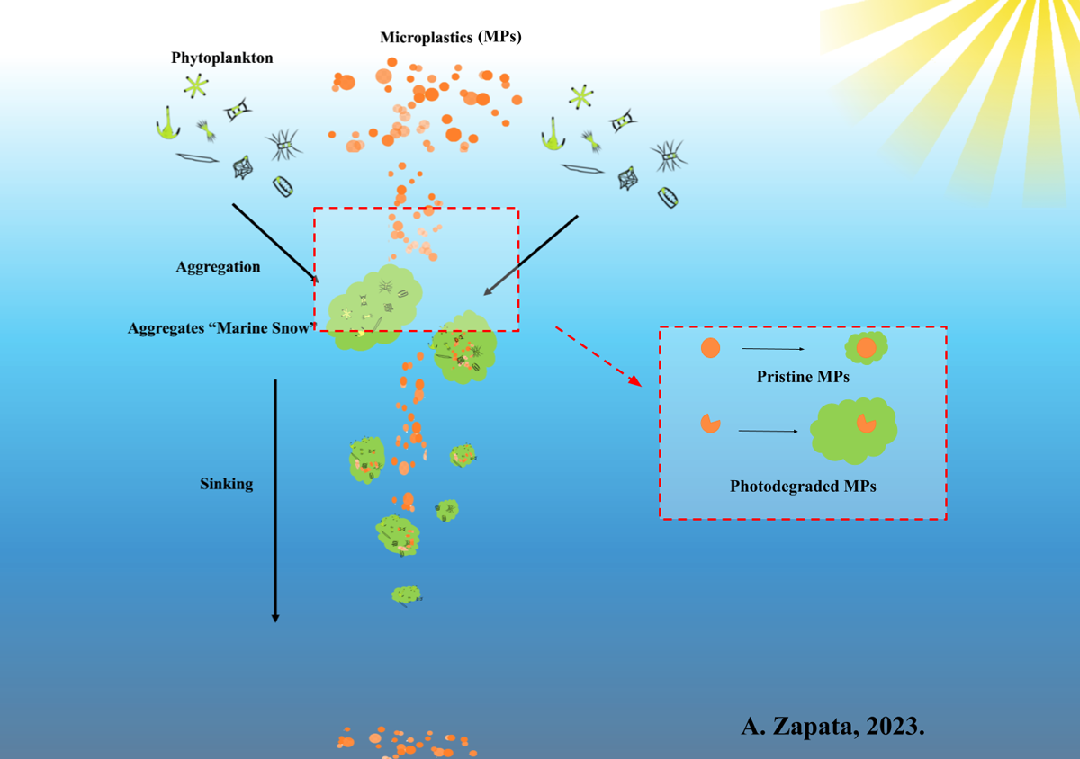 Infographic showing microplastics in the water column reacting with suspended organic matter to form plastic marine snow