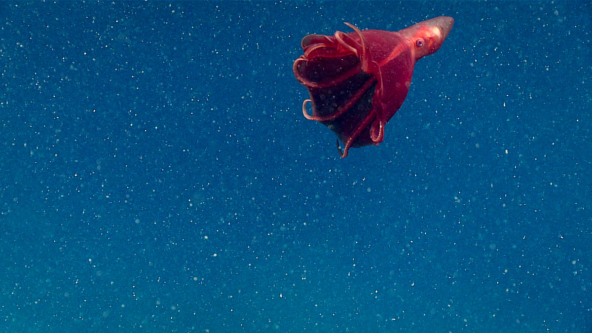 A red octopus floats within white speckled water.