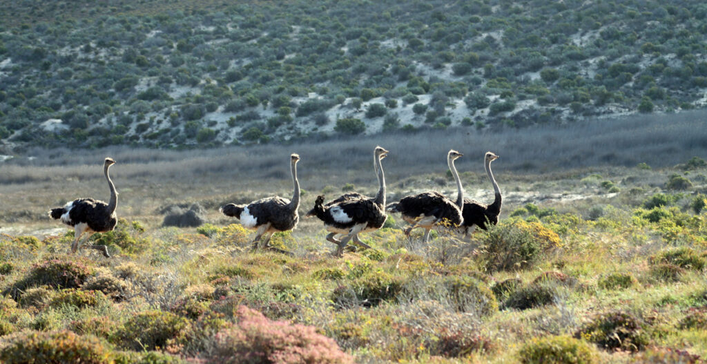 Six ostriches roam a shrub-filled desert landscape.