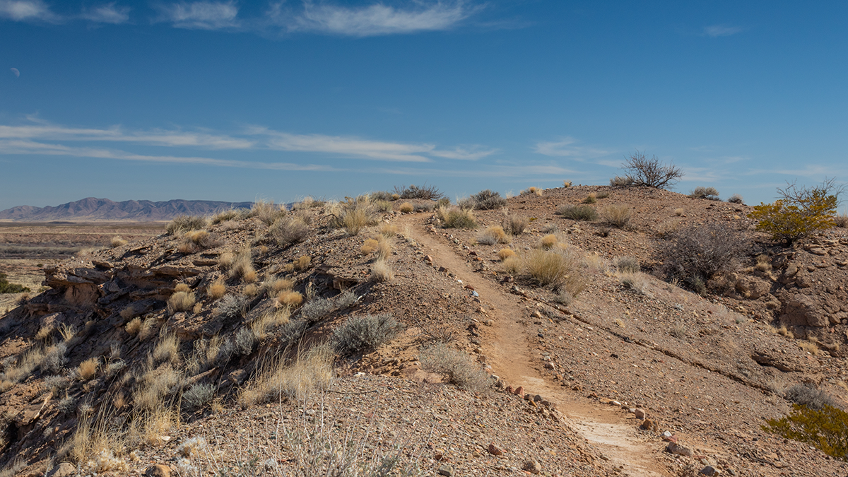 Photo of a dryland with shrubs.
