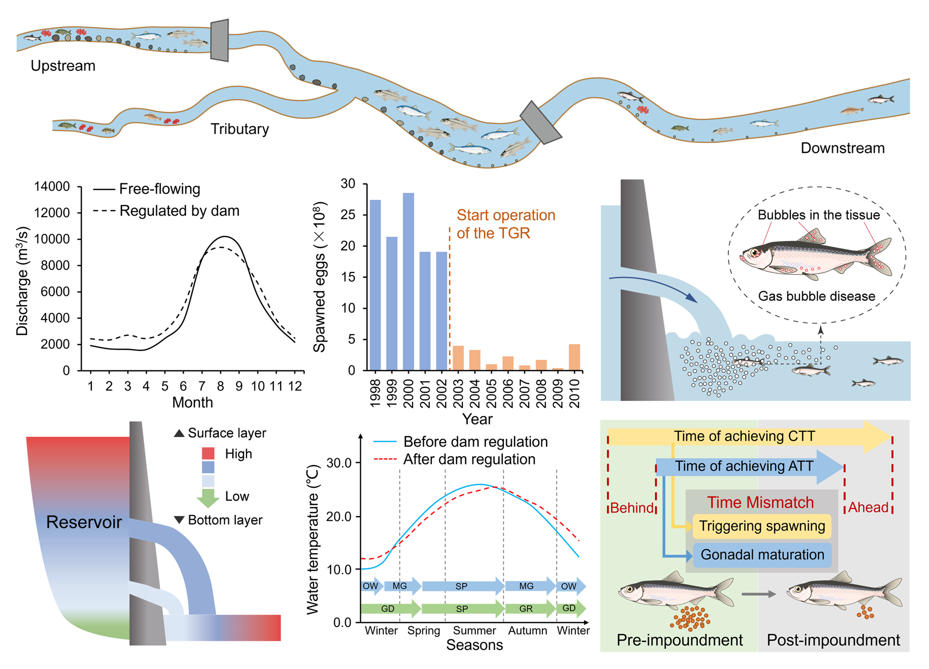 River Damming: How it Harms Fish and What Can Be Done - Eos