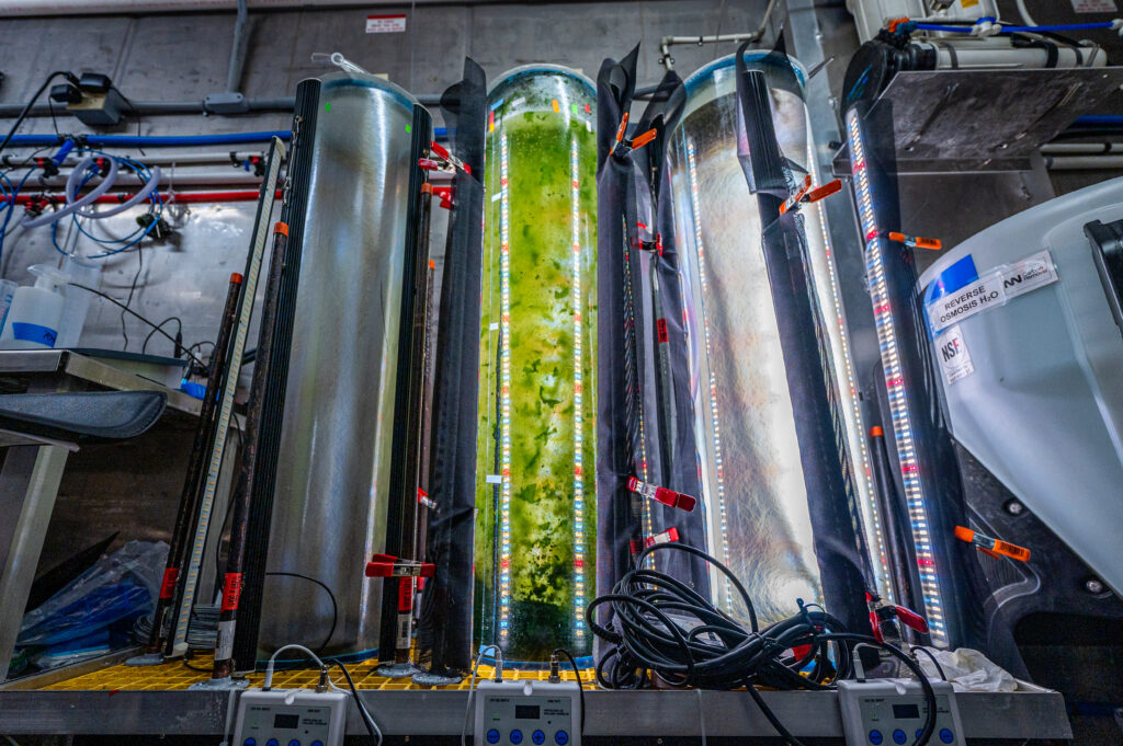 Seaweed grows in a large cylindrical container surrounded by laboratory equipment.