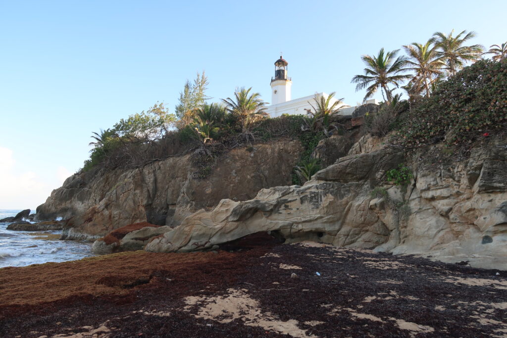 Piles of Sargassum mar an otherwise picturesque beach.