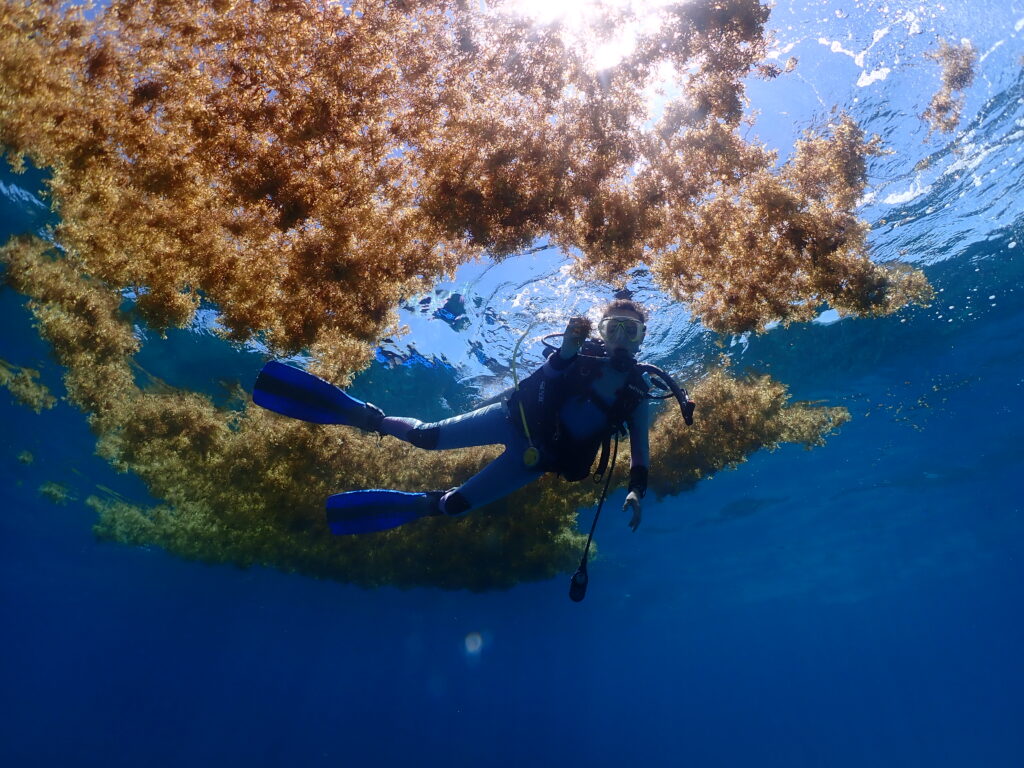 A diver is photographed from below with clumps of Sargassum floating above them, at the surface of the water.