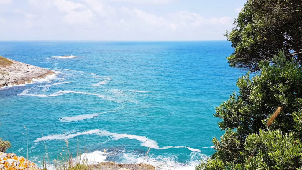 A photo of the blue ocean, taken from the shore. Reeds and trees are in the foreground, and a cloudy sky is in the distance.