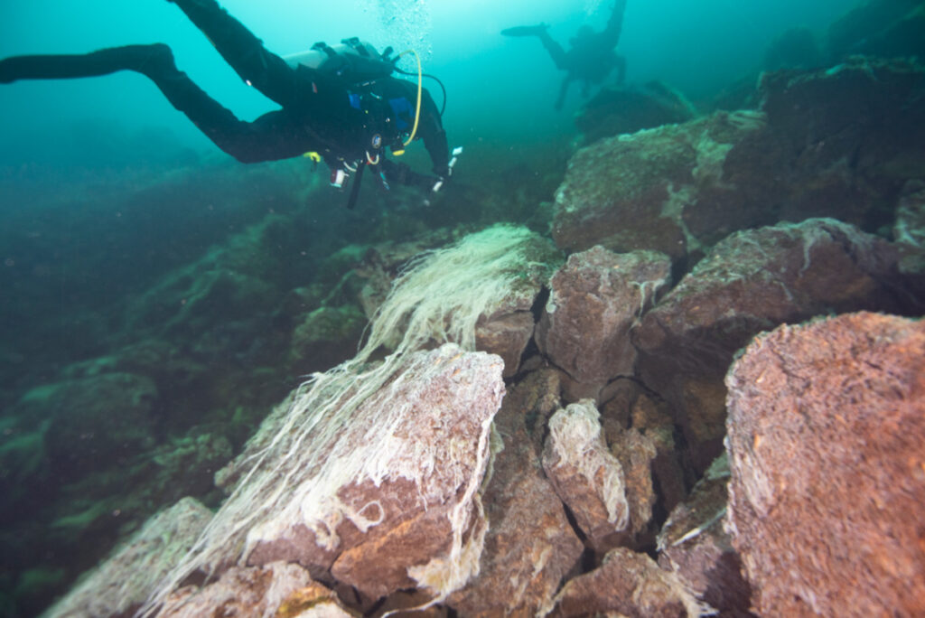 Two scuba divers float underwater just above rocks covered in white microbial strings.