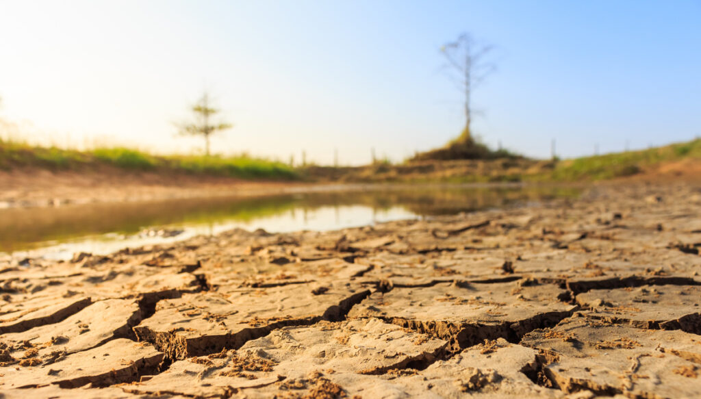 Dry, cracked mud is in focus in the foreground, with a shallow pool of water and sparse vegetation out of focus in the background.