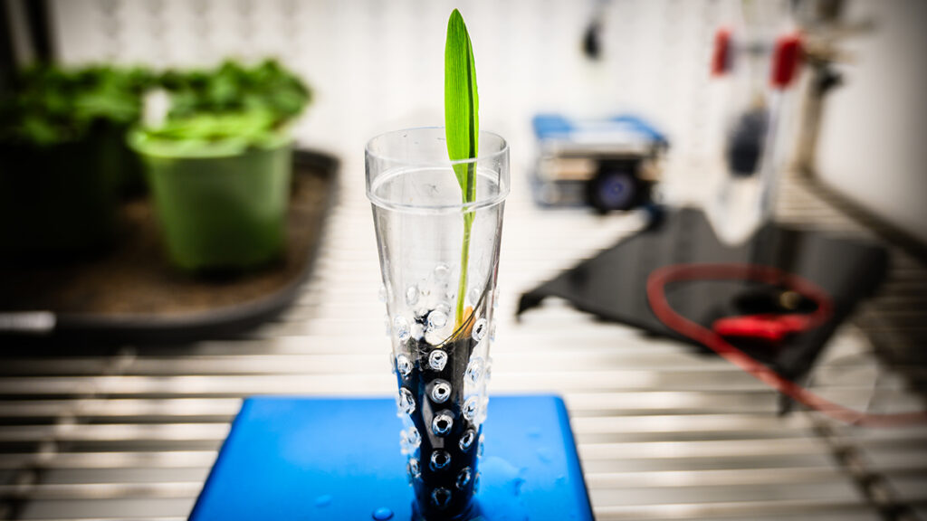 A close-up of a plug of black material inside a plastic container with a barley seedling coming out of the top