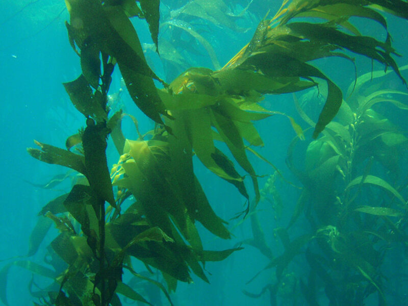 Cuando los bosques en la tierra arden, los bosques submarinos sienten el impacto