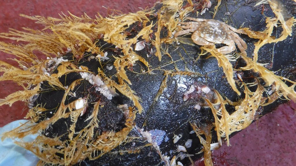 Closeup photo of a piece of black plastic coated in yellowish ocean and coastal organisms