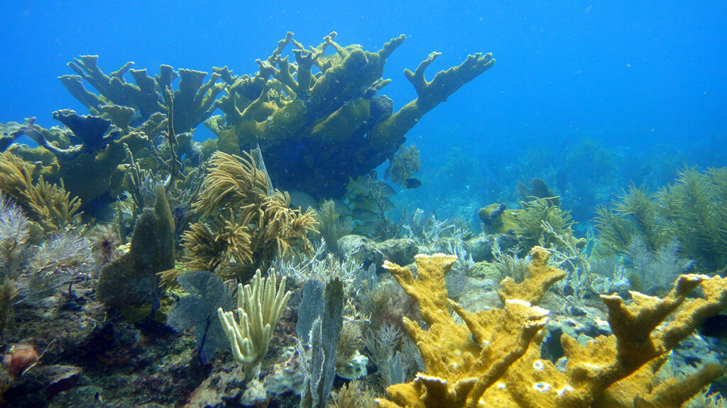 Yellow corals in a variety of branching shapes appear against a background of light blue water.