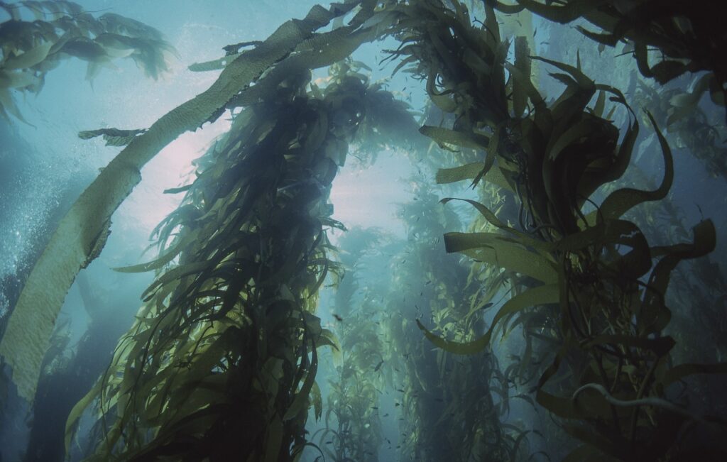 Kelp fronds extending through the water column