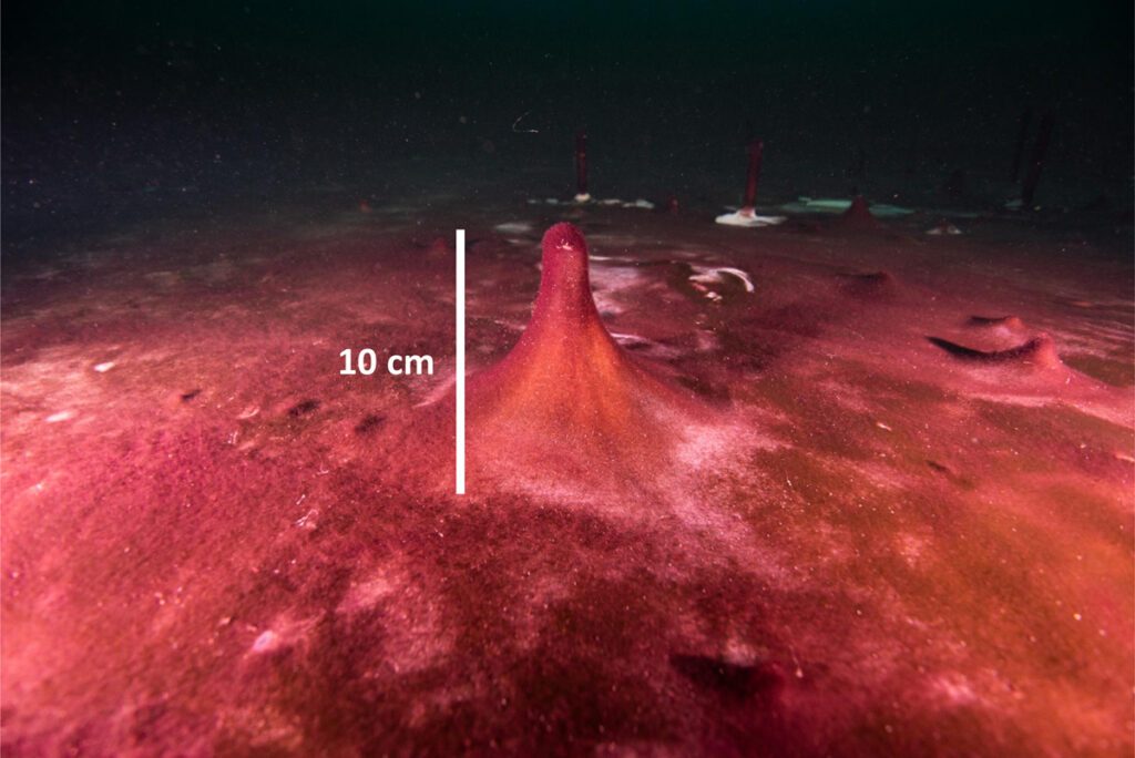 Close-up view of a fingerlike protrusion rising from a reddish microbial mat, with a vertical scale bar superimposed to show the size of the protrusion