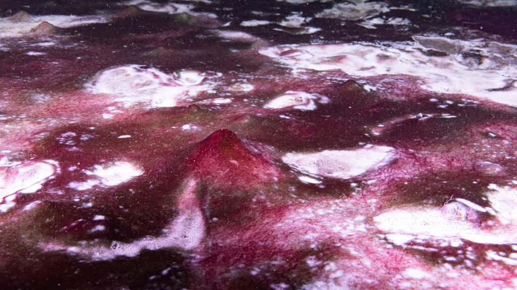 Close-up view of a slimy-looking deep purple microbial mat with lighter-colored splotches