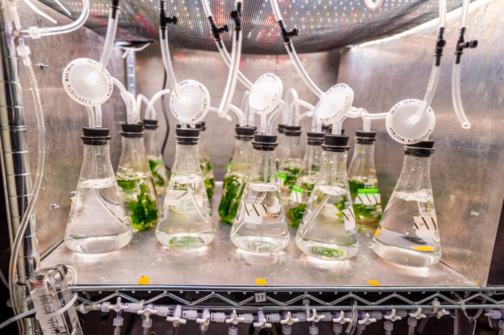 Seaweed in small flasks in a laboratory setting.