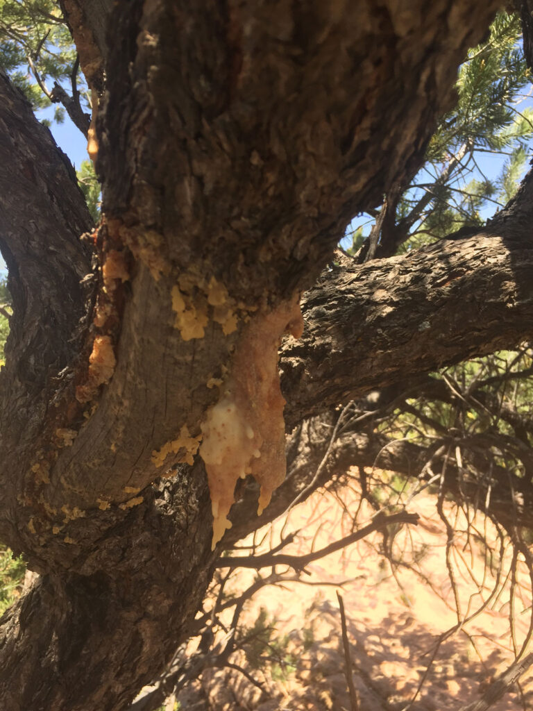 Sap dripping off a pinon pine tree.