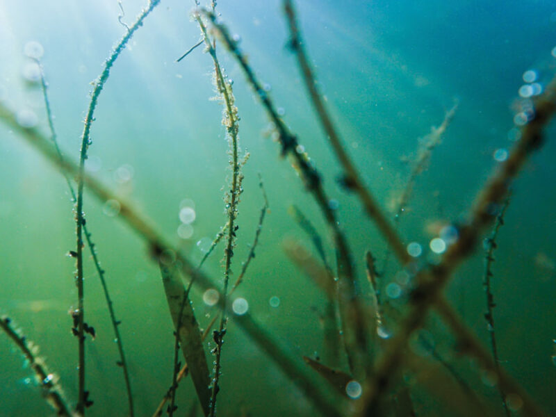 A Closer Look-Sea at the Ocean’s Carbon Cycle
