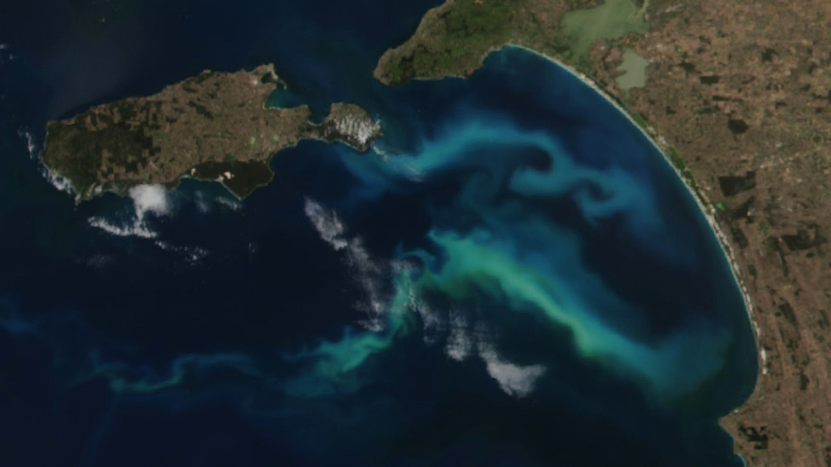 Satellite image showing the coast of Australia and dark blue ocean. Within the ocean are swirls of green from algae blooming where cold water is upwelling.