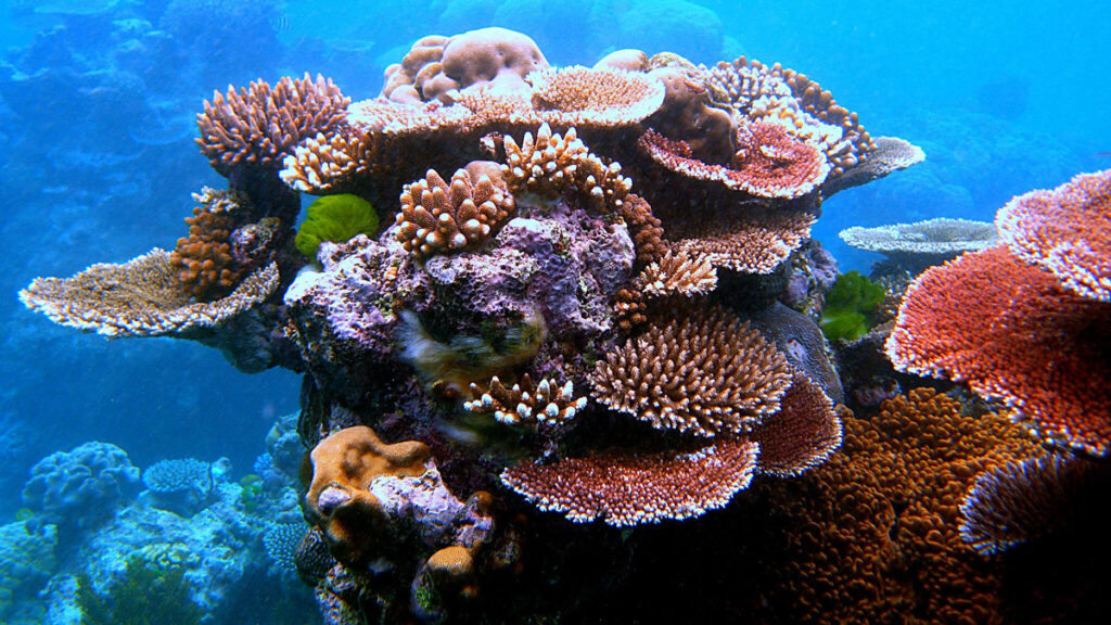 An outcropping of coral on Australia’s Great Barrier Reef. The coral has various textures and is pink, purple, and red in tone.
