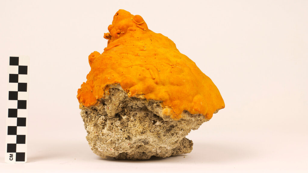An orange sponge growing on top of a brown coral.