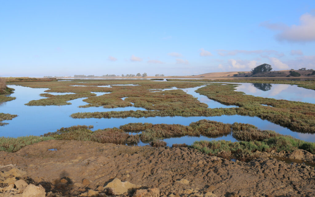View of Elkhorn Slough wetland. Pools of water reflect the sky amid grassy looking patches.