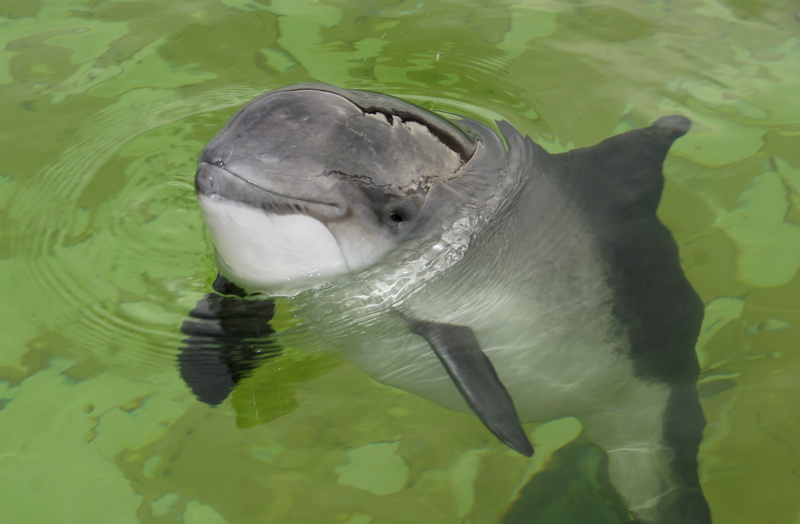 A harbor porpoise looks into the camera. The porpoise is surrounded by water that appears mottled green, and its head is above water, with circular ripples around it.