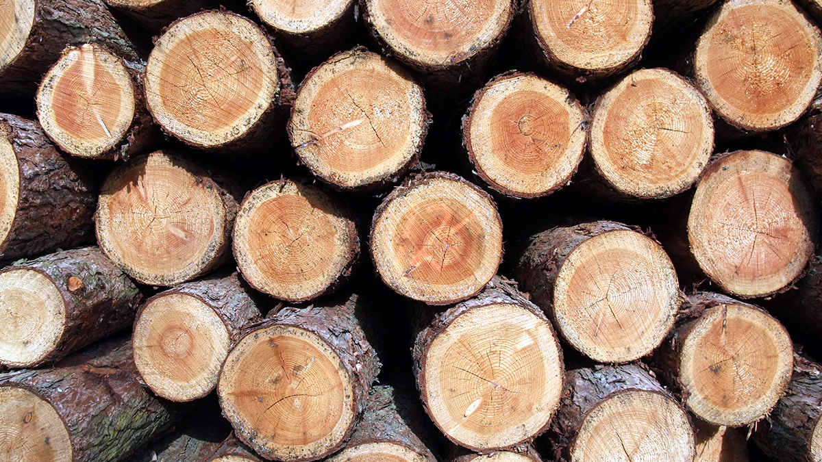 A pile of logs