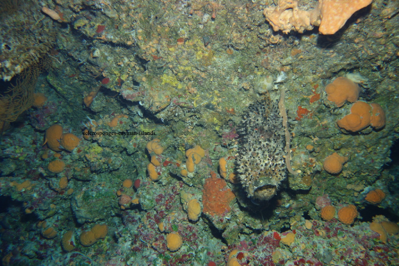 A group of orange sclerosponges on a coral reef.