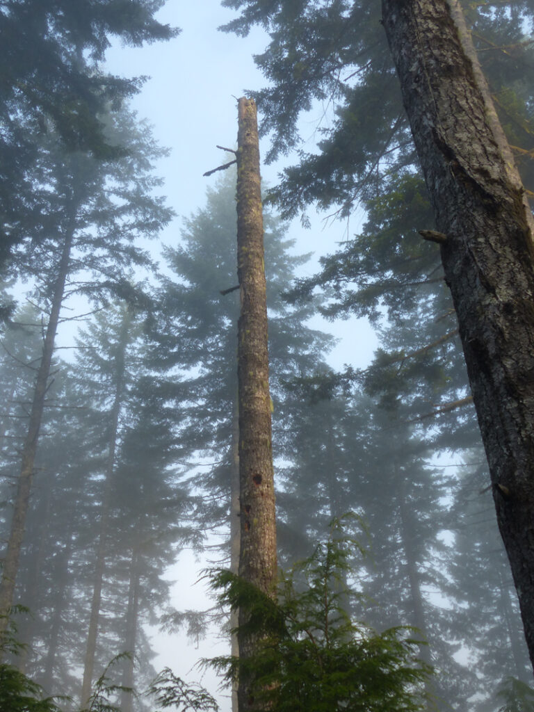 A tree trunk with no branches at the top reaches up into the sky. It is surrounded by other trees with branches in a foggy forest.
