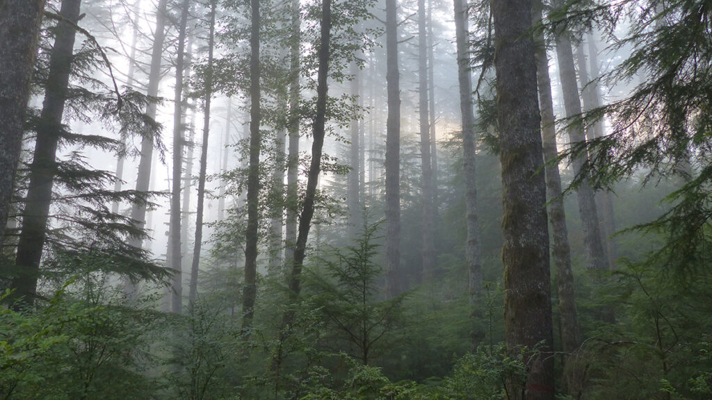 A forest of trees stand in the fog. Some of the trees are missing their uppermost branches.
