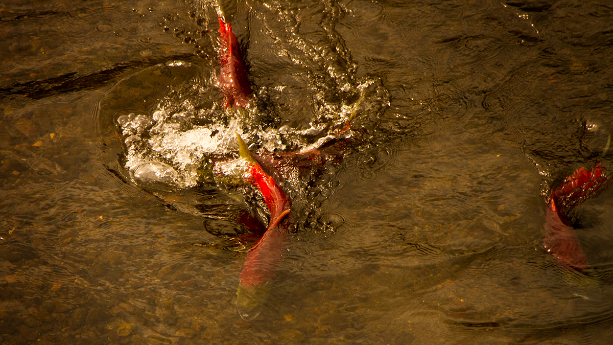 One orange fish chases another in water.