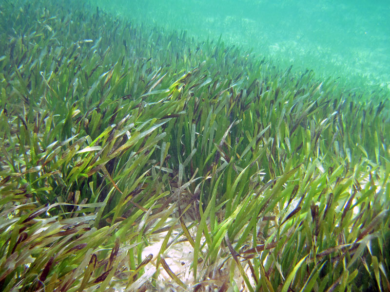 A bed of green grass below the surface of the water