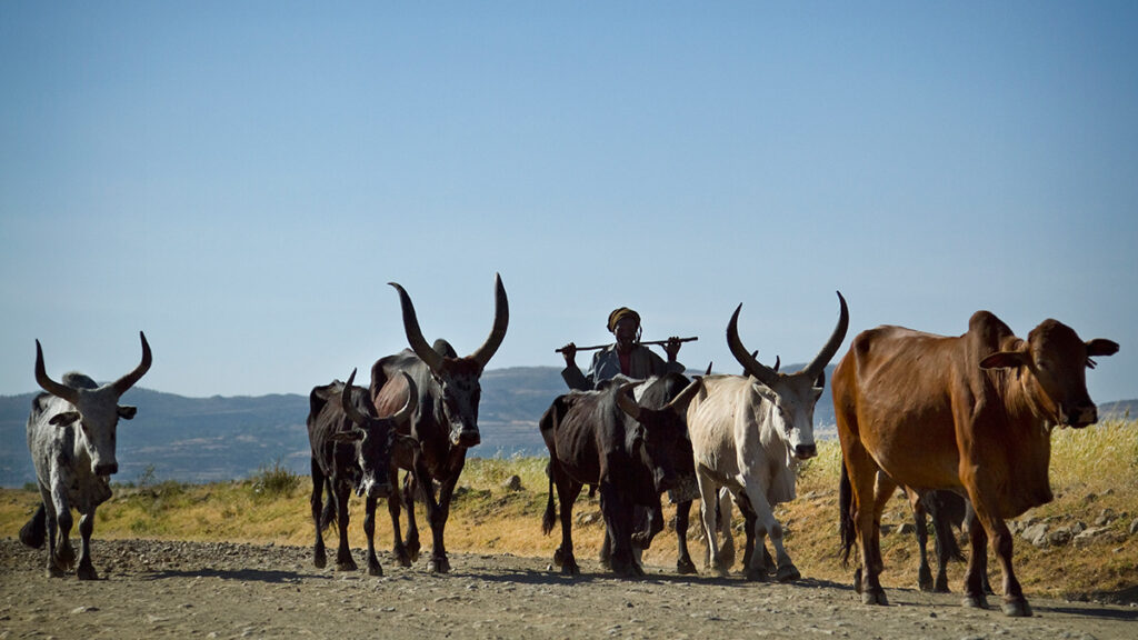 A man walks down a road with a group of cattle, some of which are bulls with large horns.